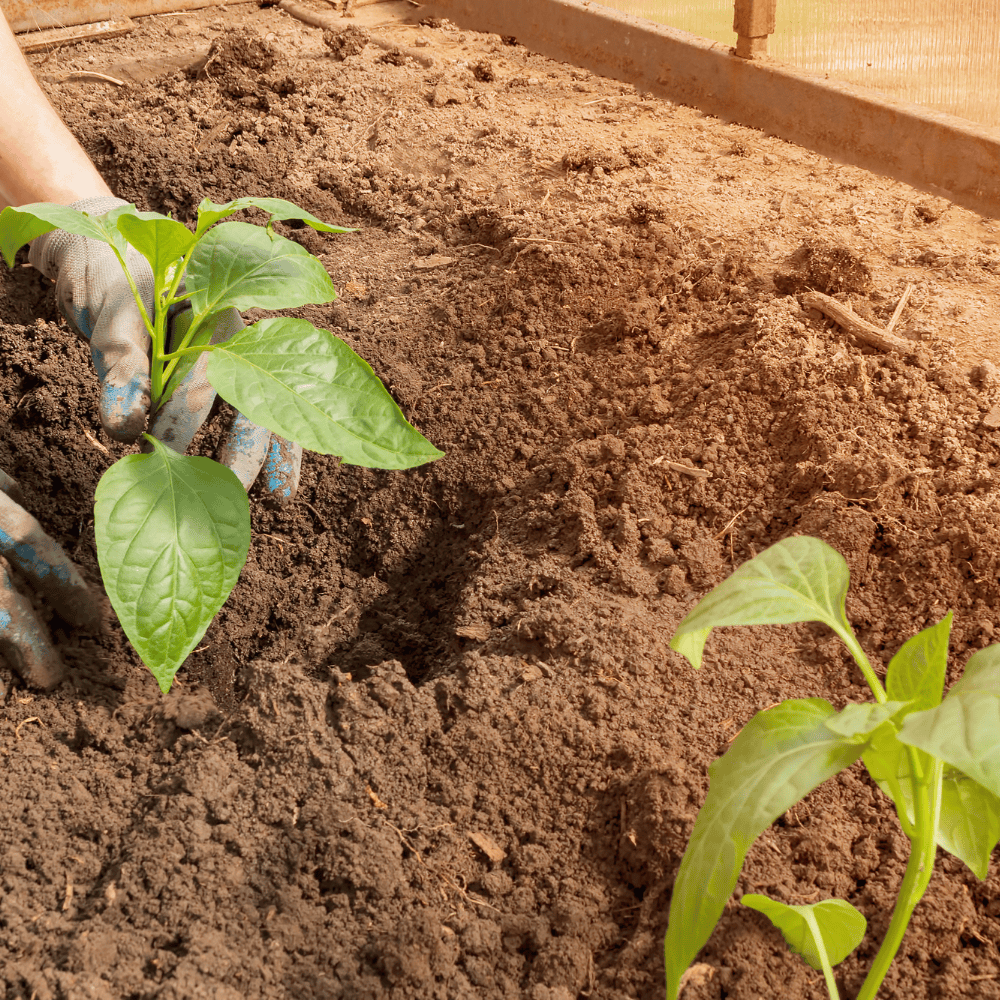 seedlings being planted in a garden